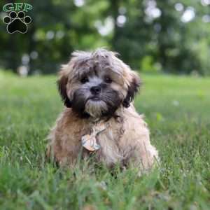 Bryce, Lhasa Apso Puppy
